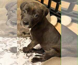 Labrador Retriever-Unknown Mix Dogs for adoption in SHERBURNE, NY, USA
