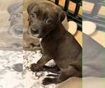 Small Labrador Retriever Mix