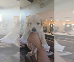 Labrador Retriever Dogs for adoption in Bolivar, MO, USA