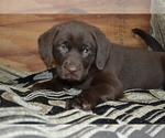 Puppy Lola Labrador Retriever