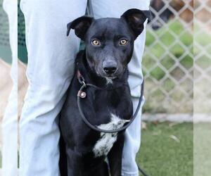 Labrador Retriever-Texas Heeler Mix Dogs for adoption in Modesto, CA, USA