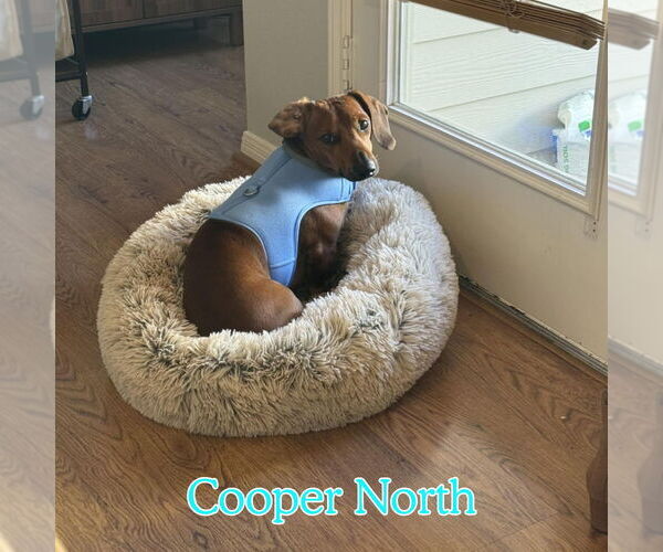 Medium Photo #2 Dachshund Puppy For Sale in San Antonio, TX, USA