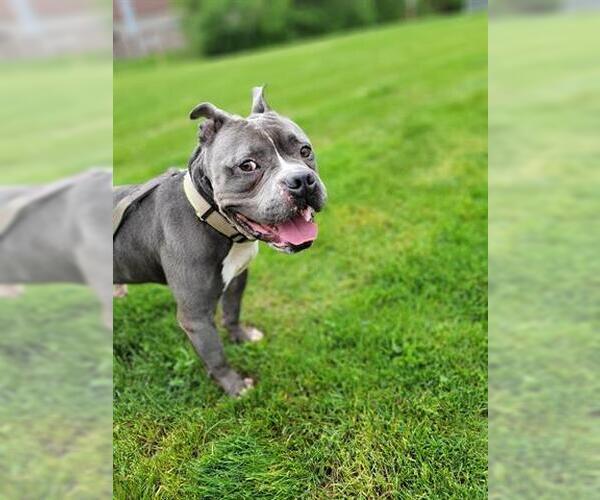 Medium Photo #2 American Pit Bull Terrier-Bulldog Mix Puppy For Sale in Akron, OH, USA