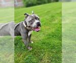 Small #1 American Pit Bull Terrier-Bulldog Mix