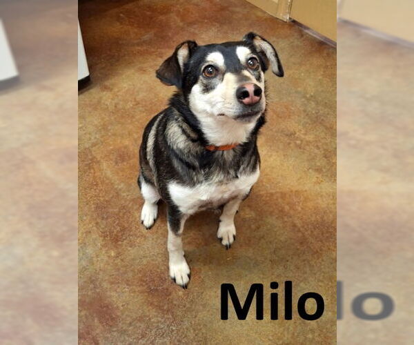 Medium Photo #1 Siberian Husky-Unknown Mix Puppy For Sale in Mountain View, AR, USA