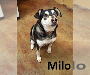 Siberian Husky-Unknown Mix Dogs for adoption in Mountain View, AR, USA