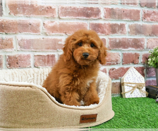 Medium Photo #5 Poodle (Miniature) Puppy For Sale in SYRACUSE, IN, USA