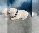 Small Photo #14 French Bulldog Puppy For Sale in POMPANO BEACH, FL, USA