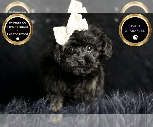 Medium Photo #10 Morkie Puppy For Sale in WARSAW, IN, USA