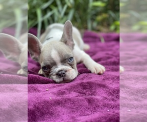 French Bulldog Puppy for sale in ATLANTA, GA, USA