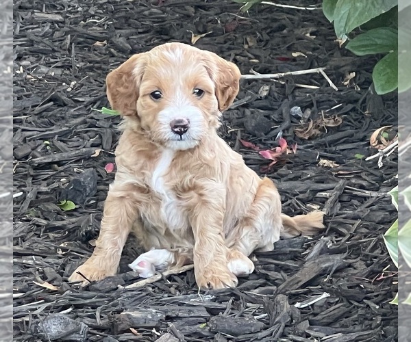 Medium Photo #1 English Cream Golden Retriever-Poodle (Miniature) Mix Puppy For Sale in MOBERLY, MO, USA