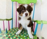 Small Photo #14 Australian Shepherd Puppy For Sale in COLORADO SPRINGS, CO, USA