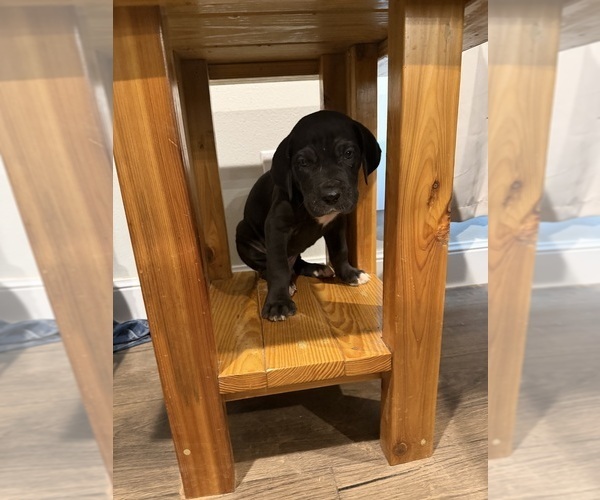 Medium Photo #2 Great Dane Puppy For Sale in GRANBURY, TX, USA