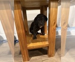 Small #1 Great Dane