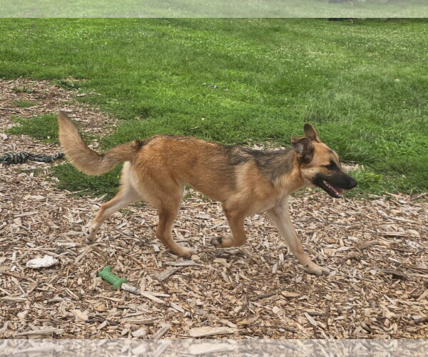 Medium Photo #7 German Shepherd Dog Puppy For Sale in Bloomingdale, NJ, USA