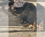 Small #7 Chow Chow-Rottweiler Mix