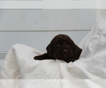Small #3 Labrador Retriever