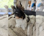 Small Biewer Terrier