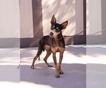 Small #16 Doberman Pinscher Mix