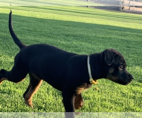 Medium Photo #6 Rottweiler Puppy For Sale in YUCCA VALLEY, CA, USA
