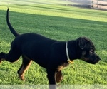 Small Photo #6 Rottweiler Puppy For Sale in YUCCA VALLEY, CA, USA