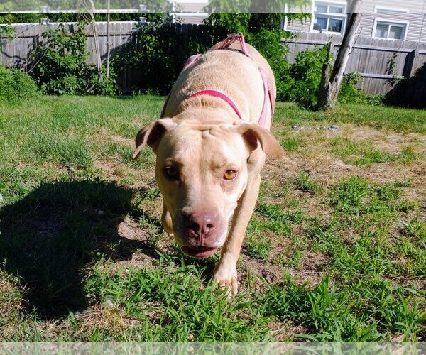 Medium Photo #9 American Pit Bull Terrier-Unknown Mix Puppy For Sale in Oakhurst, NJ, USA