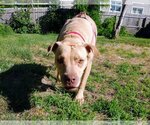 Small #8 American Pit Bull Terrier Mix