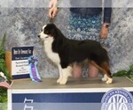 Small Photo #1 Miniature American Shepherd Puppy For Sale in GARYSBURG, NC, USA