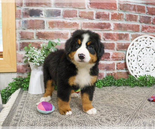 Medium Photo #4 Bernese Mountain Dog Puppy For Sale in SYRACUSE, IN, USA