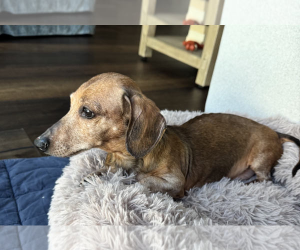 Medium Photo #4 Dachshund Puppy For Sale in Weston, FL, USA