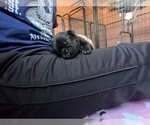 Small Photo #33 Pug Puppy For Sale in BLOOMINGTON, IL, USA