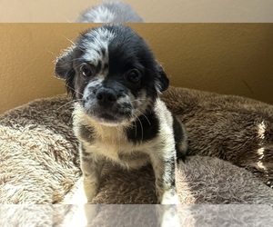 French Bulldog Puppy for sale in DISCOVERY BAY, CA, USA
