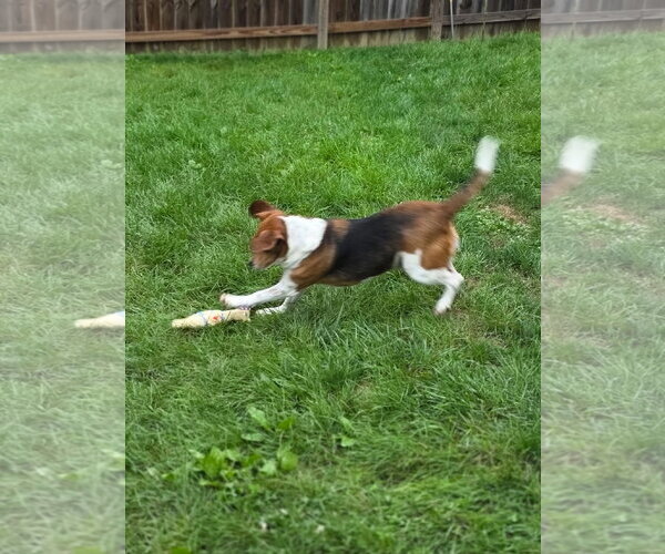 Medium Photo #3 Beagle Puppy For Sale in Brookville, OH, USA