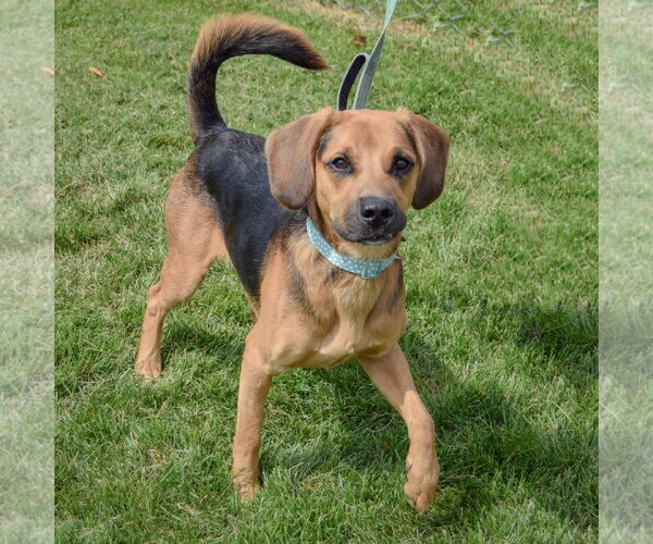 Medium Photo #3 American Foxhound-Coonhound Mix Puppy For Sale in Huntley, IL, USA