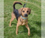 Small #2 American Foxhound-Coonhound Mix