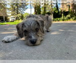 Small #2 Mutt