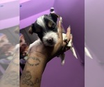 Puppy Puppy 4 Yorkshire Terrier