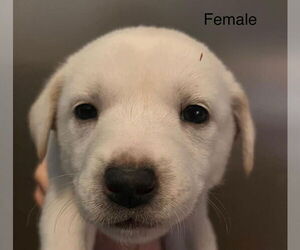 Shepradors Dogs for adoption in Pottstown, PA, USA