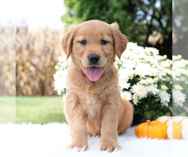 Medium Photo #5 Golden Retriever Puppy For Sale in NEWPORT, PA, USA