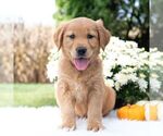 Small #4 Golden Retriever