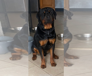 Father of the Rottweiler puppies born on 02/25/2026