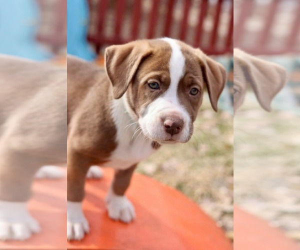 Medium Photo #1 American Staffordshire Terrier-Unknown Mix Puppy For Sale in Duluth, MN, USA