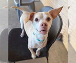 Small #11 Chihuahua Mix