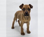 Small #2 Rottweiler Mix