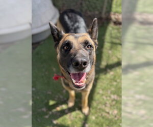 Brownie - Female German Shepherd Dog-Unknown Mix Dog for Adoption - Photo #6