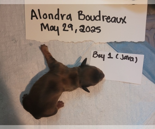 Medium Photo #5 Dachshund Puppy For Sale in PINSON, AL, USA