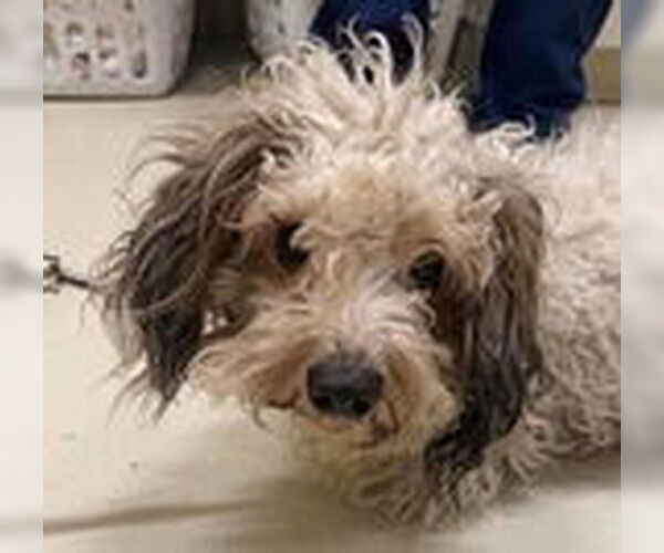 Medium Photo #2 Maltese Puppy For Sale in Fremont, CA, USA