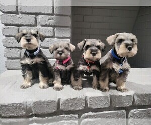 Schnauzer (Miniature) Litter for sale in GILROY, CA, USA