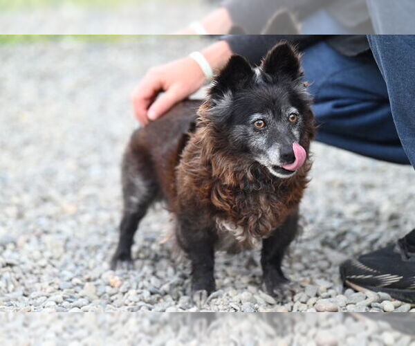 Medium Photo #1 Chihuahua-Unknown Mix Puppy For Sale in Santa Cruz, CA, USA