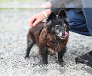 Chihuahua-Unknown Mix Dogs for adoption in Santa Cruz, CA, USA